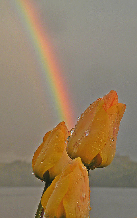 Spring Photograph - Rainbow and Tulips by Brian Chase