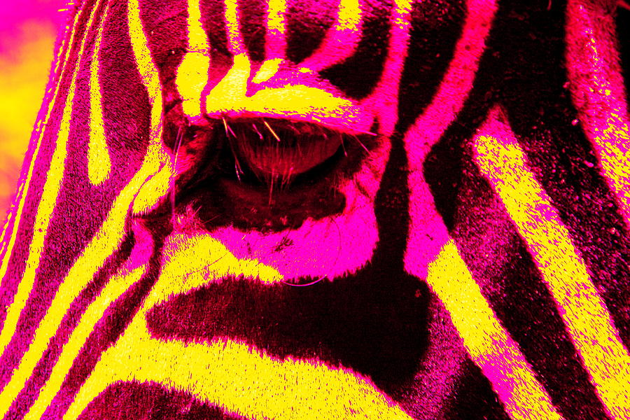 Rainbow Animals - Zebra  Photograph by Aidan Moran