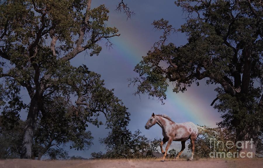 Rainbow Appy Photograph by Stephanie Laird