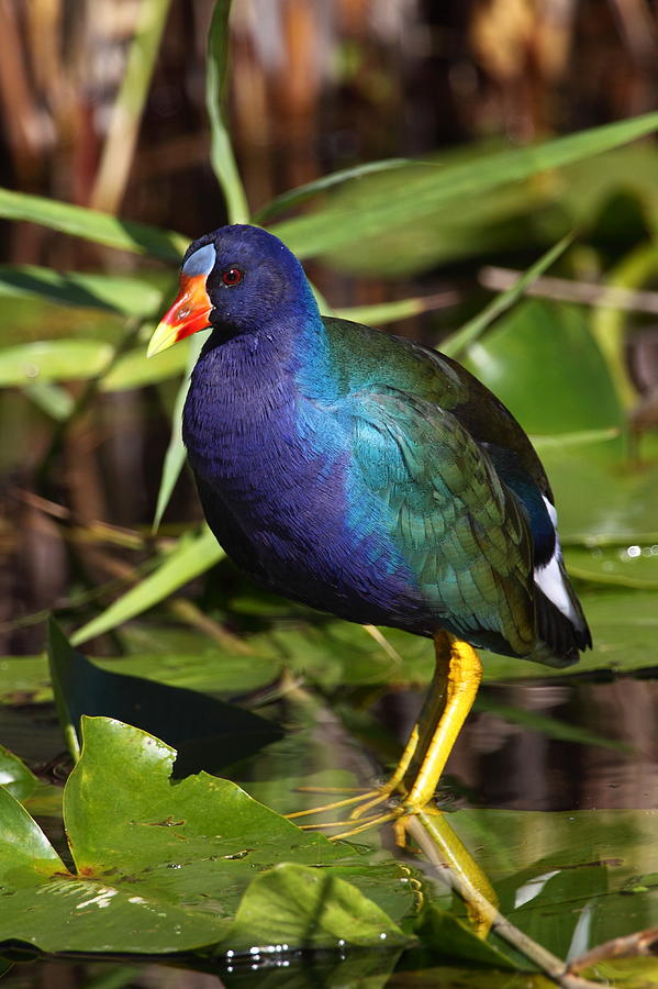 Rainbow Bird - Purple Gallinule Photograph by Bruce J Robinson