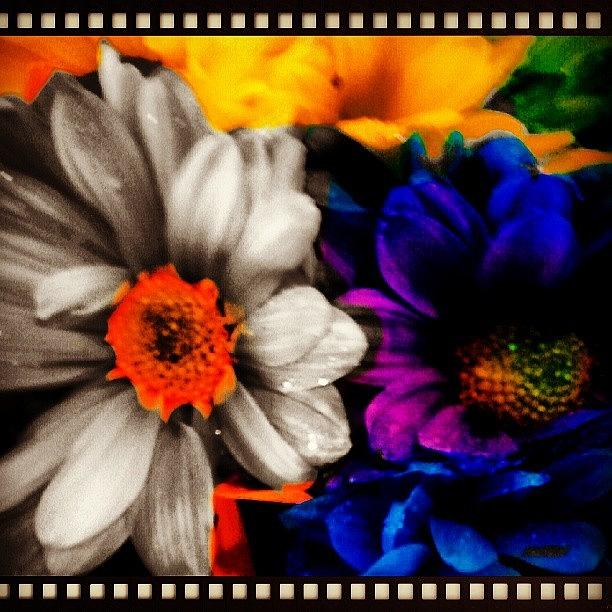 Flower Photograph - #rainbow, #bouquet, #daisys, #flowers by Melissa Hardecker