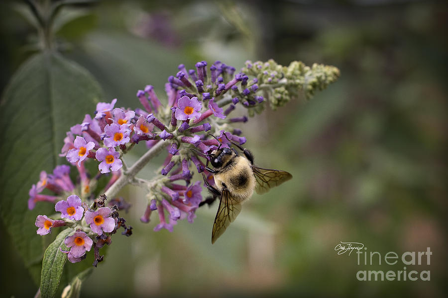 Butterfly Photograph - Rainbow Butterfly Bush by Cris Hayes