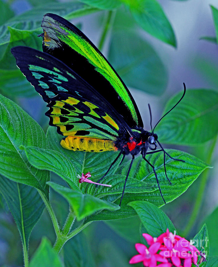 Rainbow Butterfly Photograph by Larry Nieland