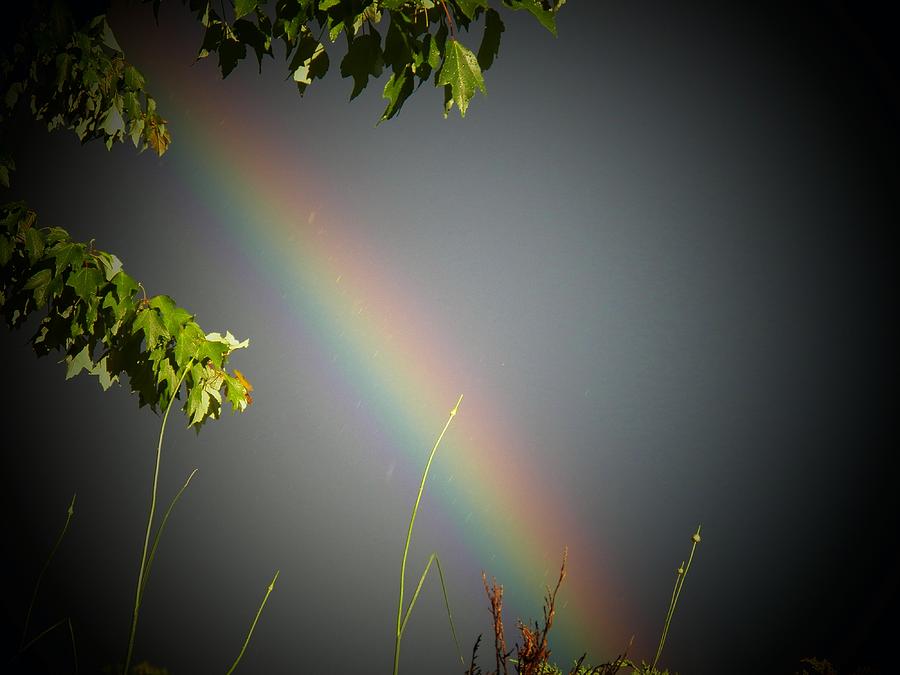 Rainbow By Tree Photograph by Joyce Kimble Smith