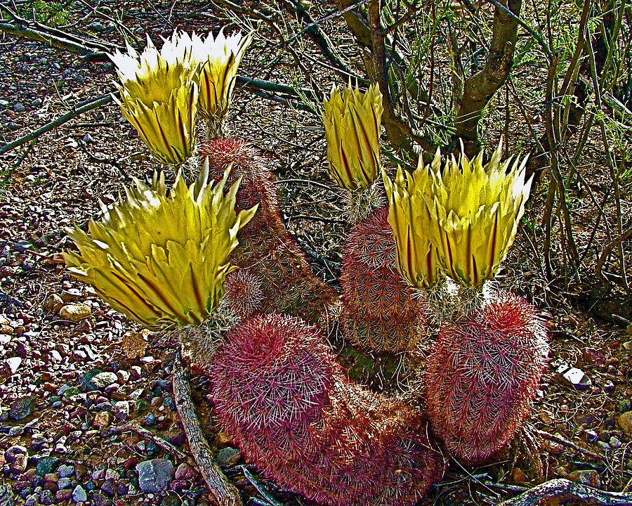 Rainbow Cactus in Big Bend National Park-Texas Photograph by Ruth Hager
