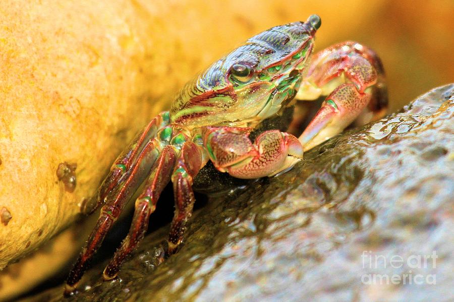Rainbow Crab Colors Photograph by Adam Jewell