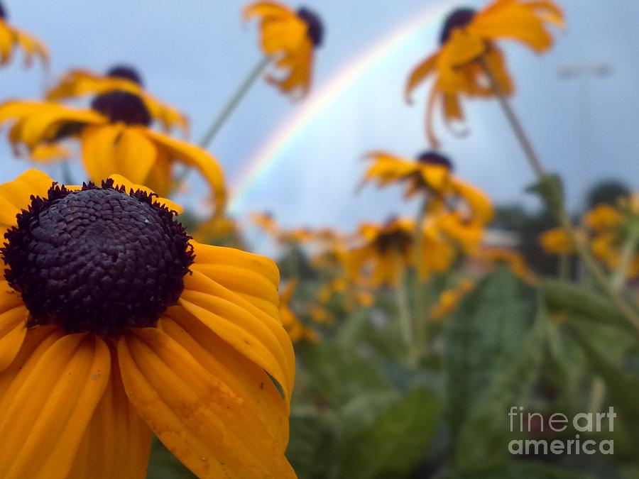 Nature Photograph - Rainbow by Crissy Boss