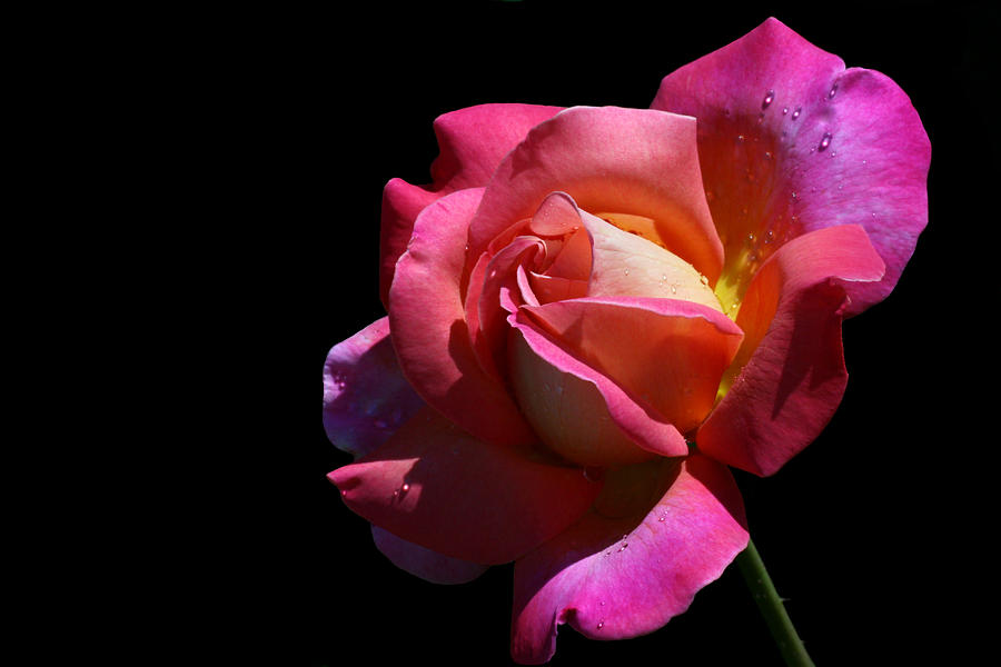 Rose Photograph - Rainbow by Doug Norkum