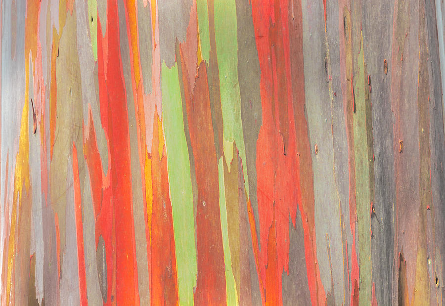Rainbow Eucalyptus 1 Photograph by Leigh Anne Meeks