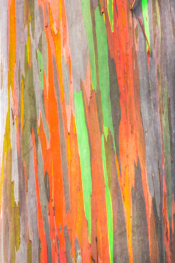 Rainbow Eucalyptus 2 Photograph by Leigh Anne Meeks