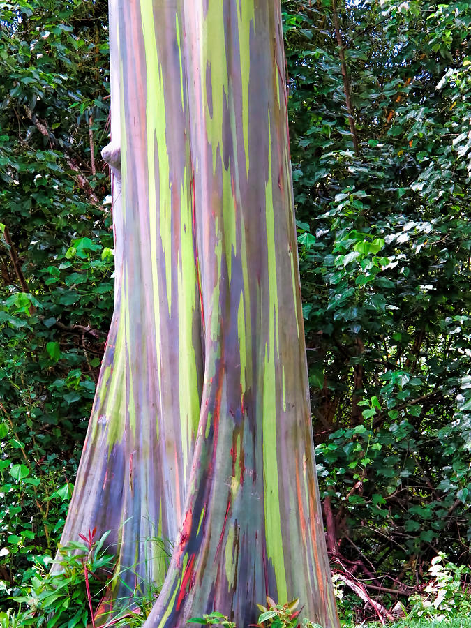 Rainbow Eucalyptus 3 Photograph by Dawn Eshelman