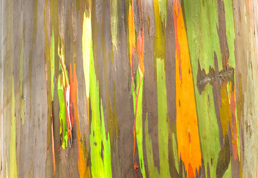 Rainbow Eucalyptus 4 Photograph by Leigh Anne Meeks