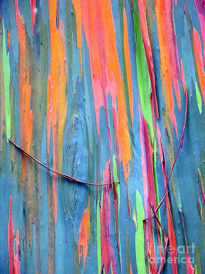 Tree Digital Art - Rainbow Eucalyptus by Dorlea Ho