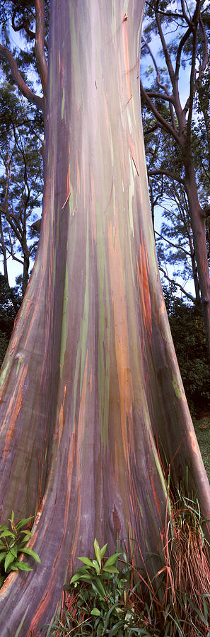 Rainbow Eucalyptus Eucalyptus Deglupta Photograph by Panoramic Images
