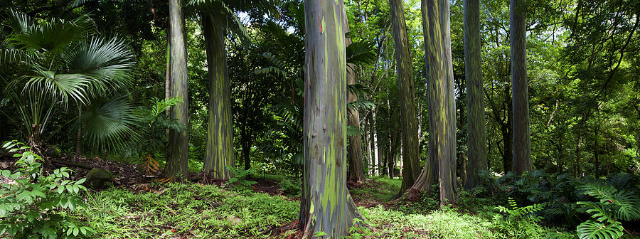 Rainbow Eucalyptus Grove Photograph by M Swiet Productions
