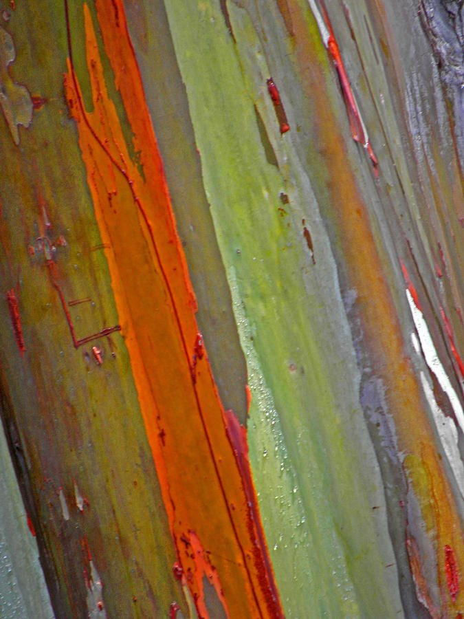 Rainbow Eucalyptus II Photograph by Elizabeth Hoskinson