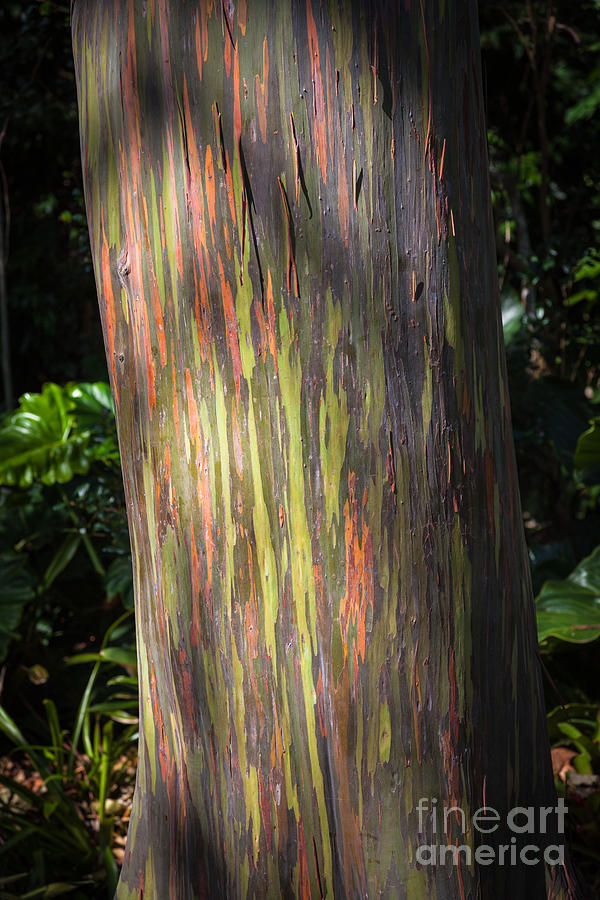 Rainbow Eucalyptus Photograph by Juan Silva