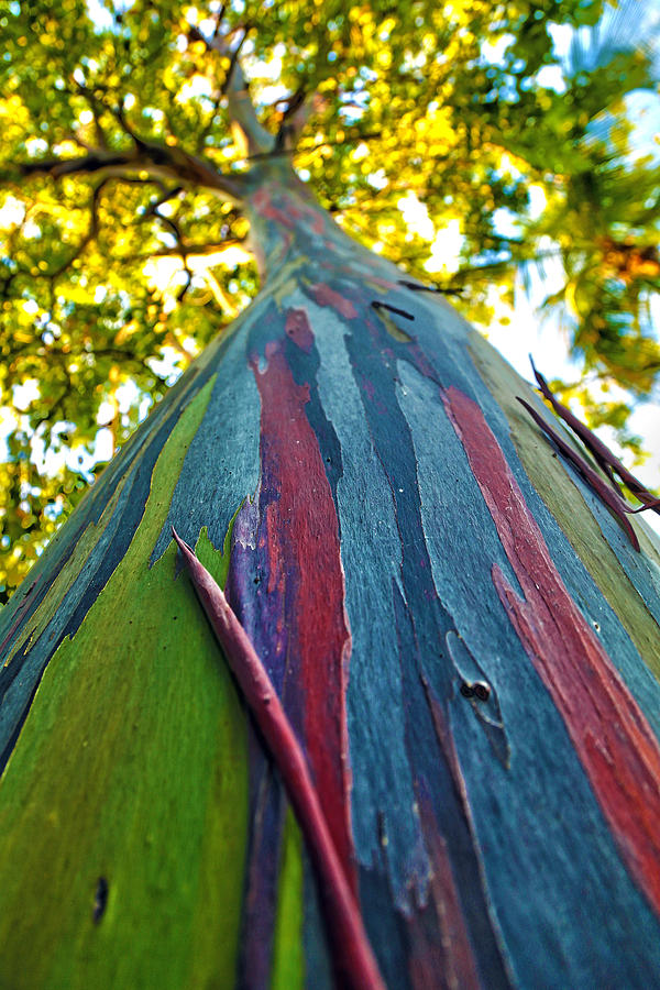 Rainbow Eucalyptus Photograph by Mitch Cat