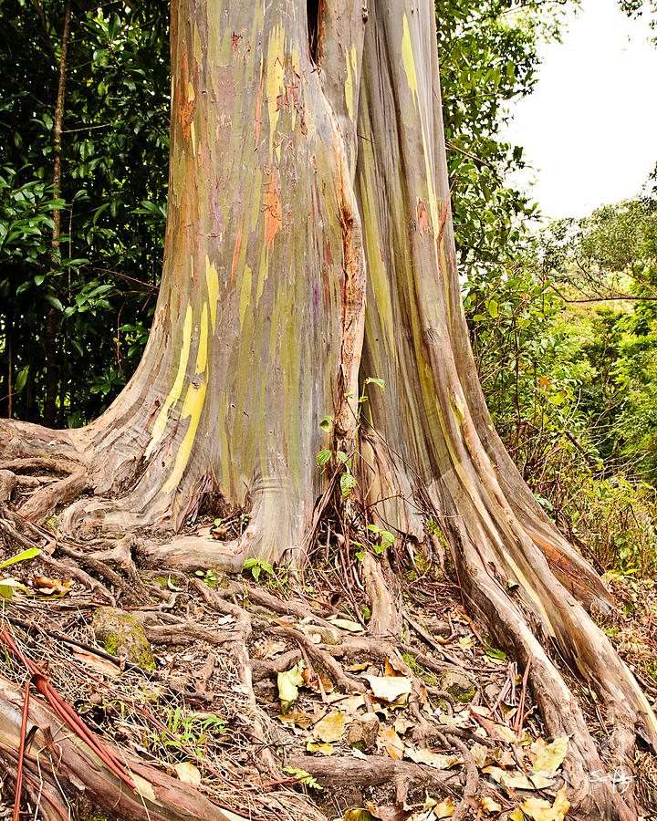 rainbow eucalyptus rainbow eucalyptus