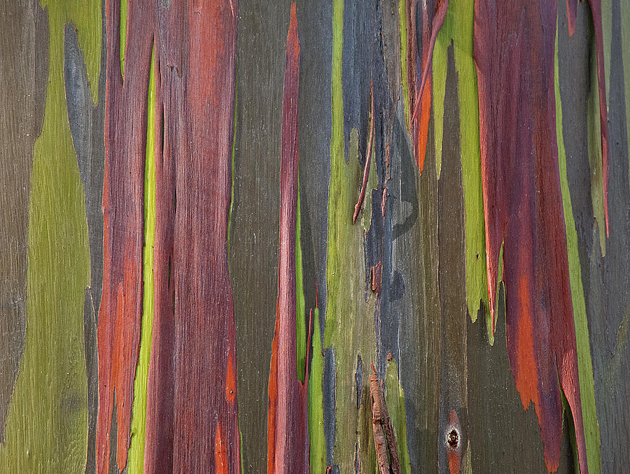Rainbow Eucalyptus Tree I Photograph by Doug Davidson