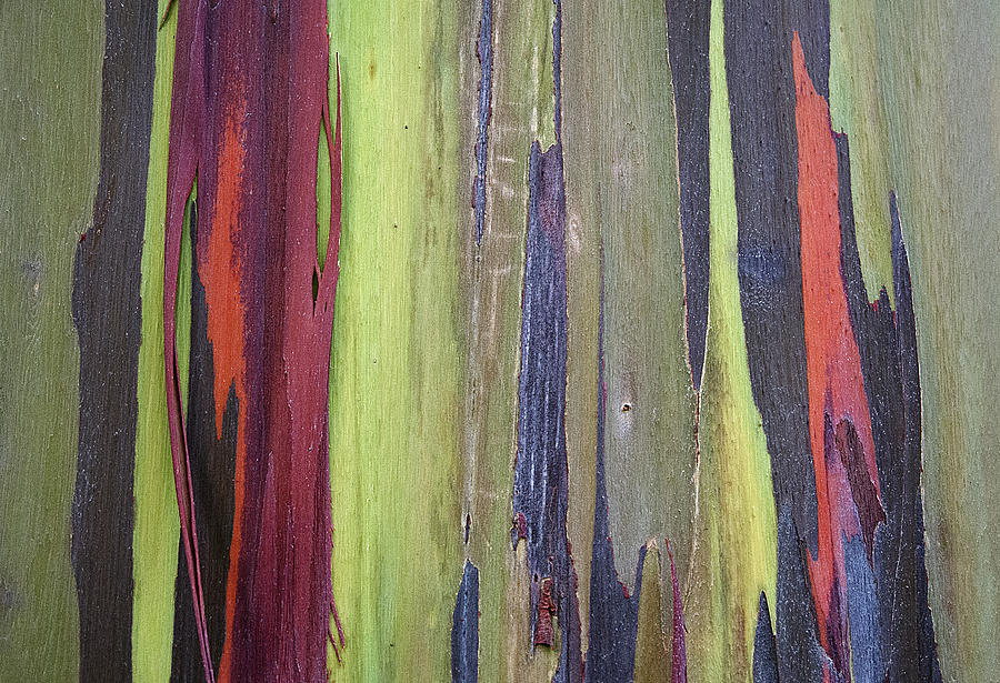 Rainbow Eucalyptus Tree I V Photograph by Doug Davidson