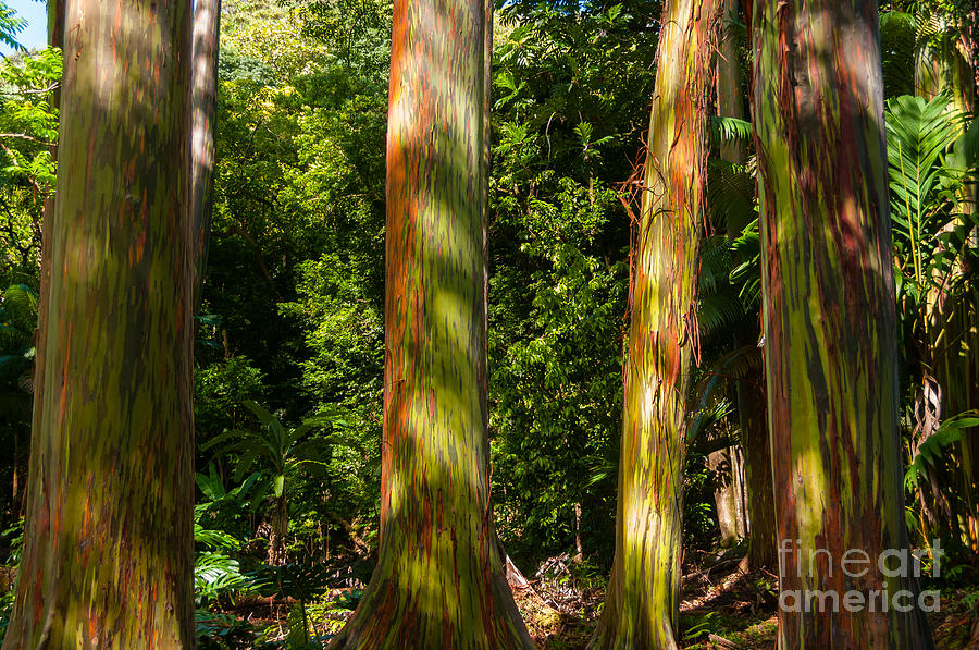 Rainbow Eucalyptus Tree Maui Hawaii USA Photograph by Don Landwehrle