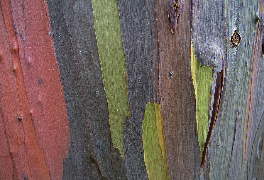 Rainbow Eucalyptus Tree V Photograph by Doug Davidson