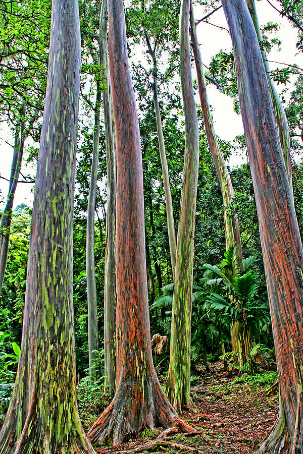 Rainbow Eucalyptus Trees Photograph by Peggy Collins