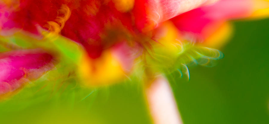 Rainbow Flower Photograph