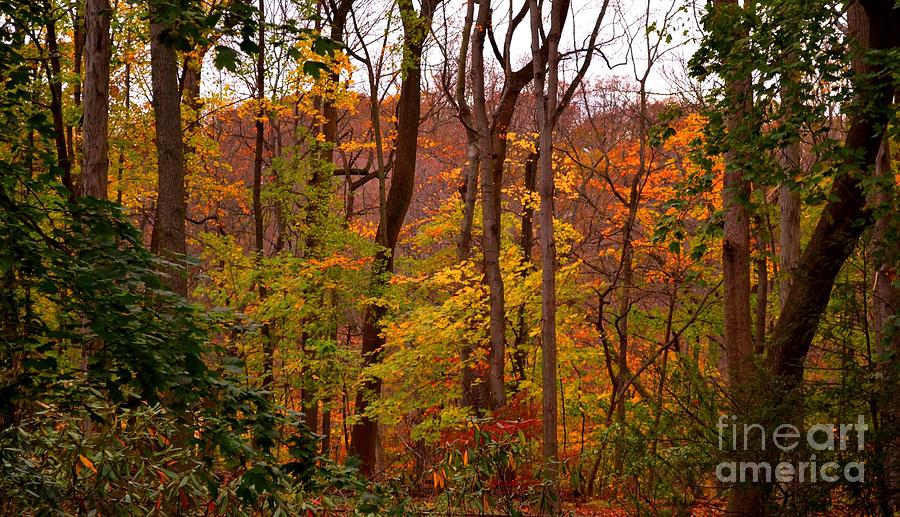 Rainbow Forest - Autumn Color Photograph by Miriam Danar
