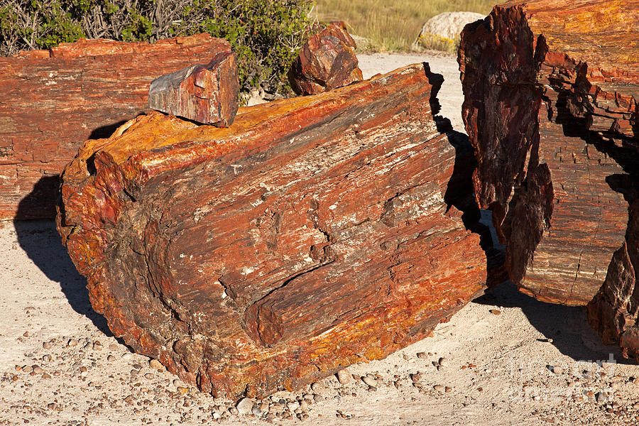 Rainbow Forest Petrified Forest National Park Photograph by Fred Stearns