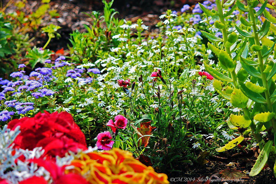 Rainbow Garden Photograph