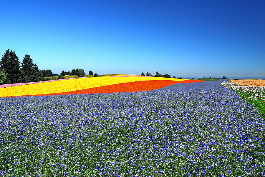 Rainbow Garden Photograph by Gene McKinley