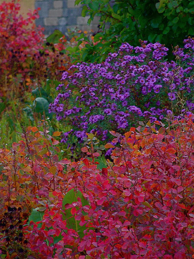 Rainbow Garden Photograph by Photography by Tiwago