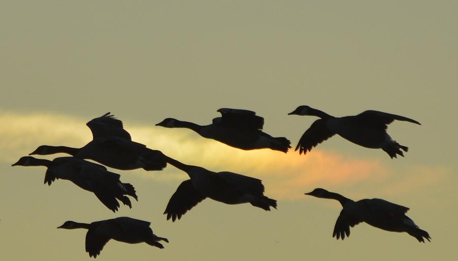 Rainbow Geese 1 Photograph by Chris Deletzke aka Sparkling Clean ...