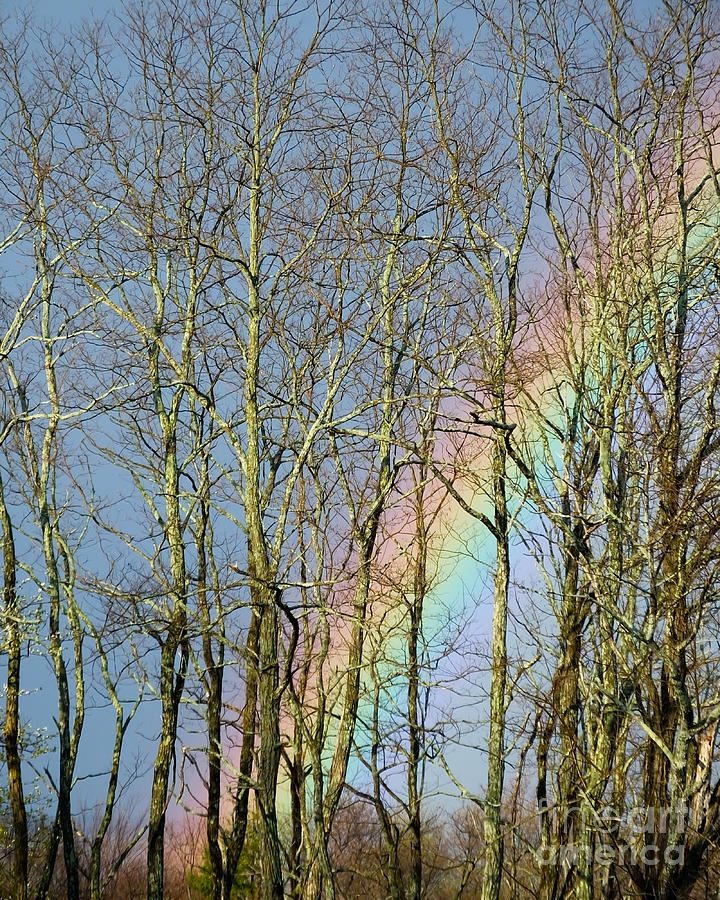Rainbow Hiding Behind The Trees Photograph by Kristen Fox