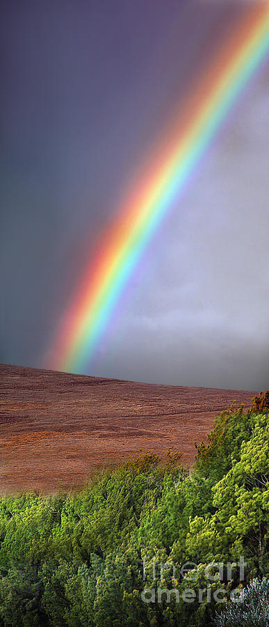 Rainbow Hills and Trees Photograph by Wernher Krutein - Fine Art America