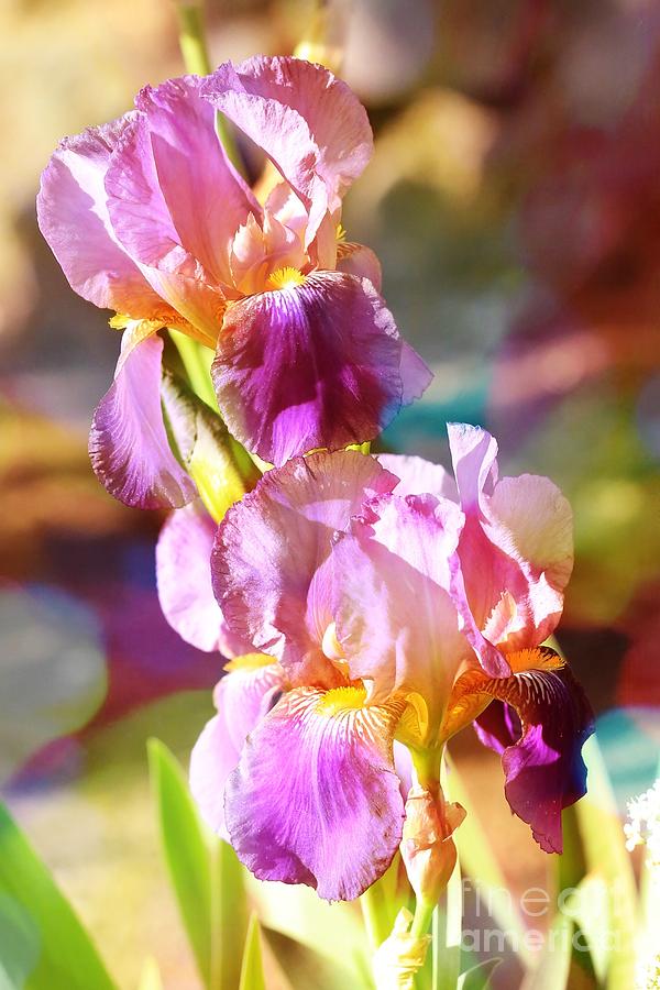 Rainbow Irises Photograph by Carol Groenen