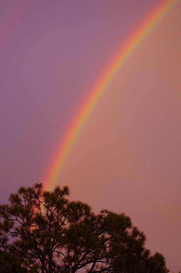 Rainbow Left Photograph