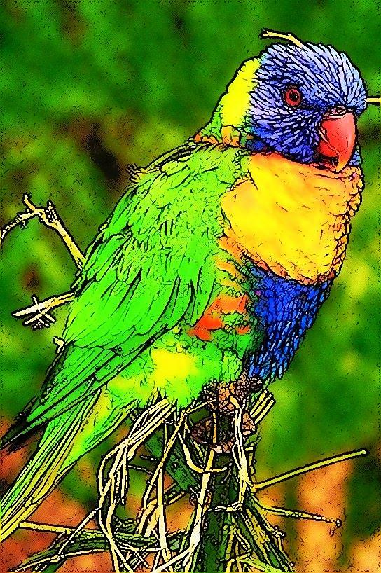 Parrot Photograph - Rainbow Lorakeet by Jodie Marie Anne Richardson Traugott          aka jm-ART