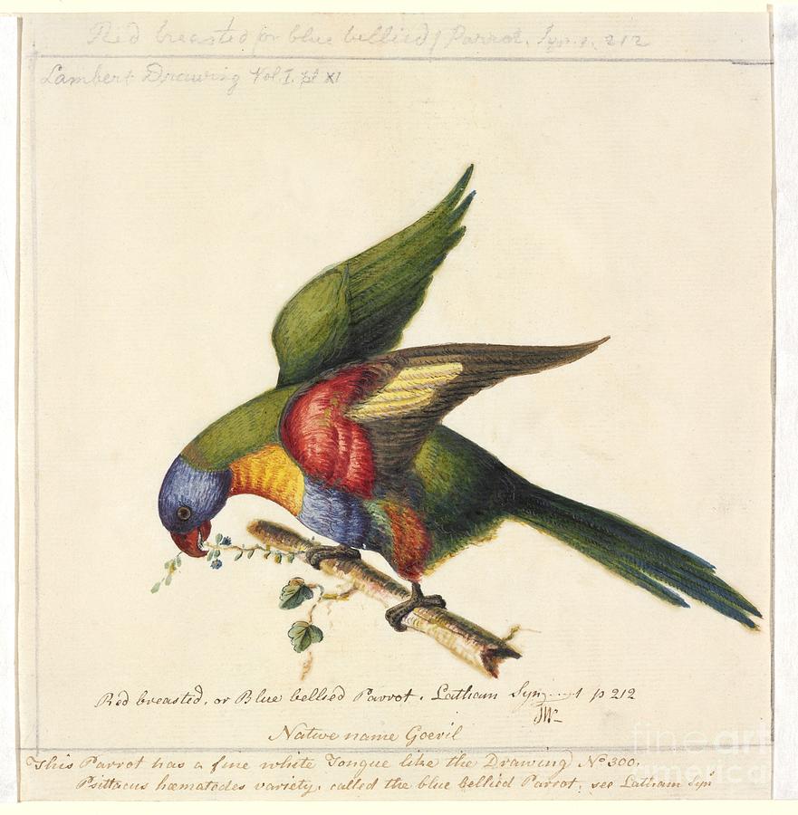Parrot Photograph - Rainbow Lorikeet, 18th Century by Natural History Museum, London