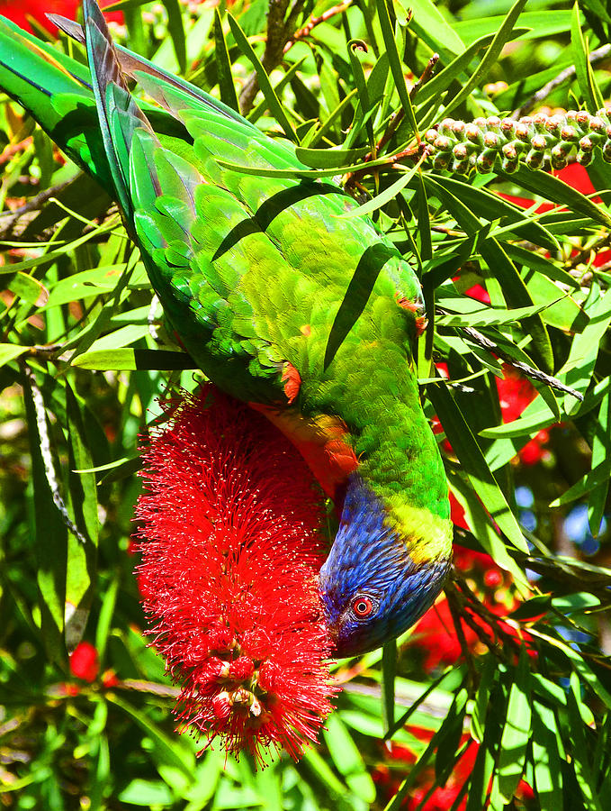Parrot Photograph - Rainbow Lorikeet and Crimson Bottlebrush by Margaret Saheed