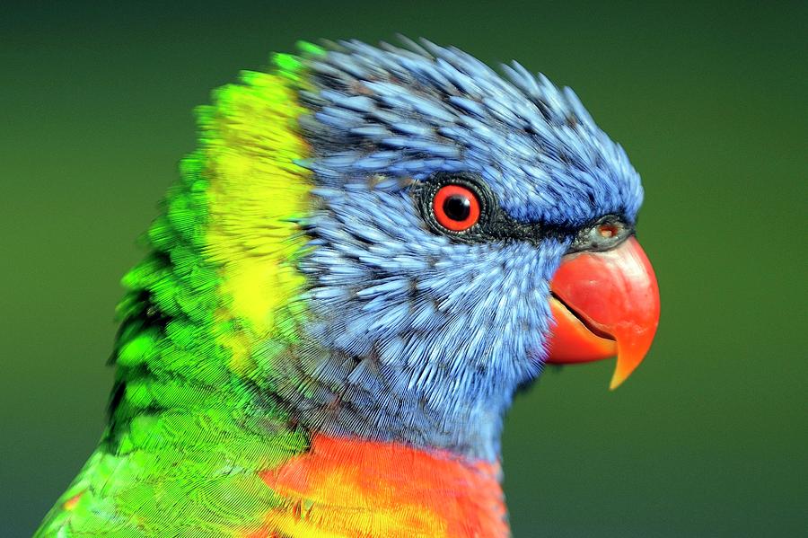 Animal Photograph - Rainbow Lorikeet by Bildagentur-online/mcphoto-schulz