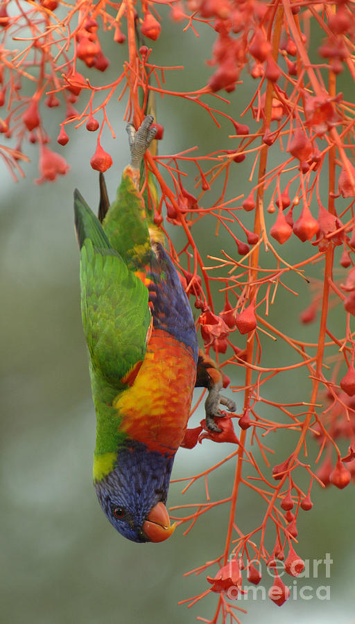 Bird Photograph - Rainbow Lorikeet by Bob Christopher