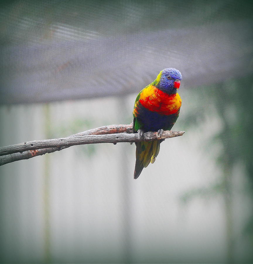 Parrot Photograph - Rainbow Lorikeet by Cathy Lindsey
