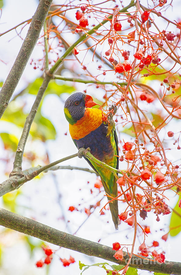 Rainbow lorikeet in flame tree Photograph by Sheila Smart Fine Art Photography