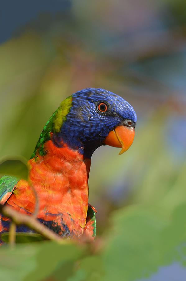Rainbow Lorikeet Parrot  Photograph by David Clode