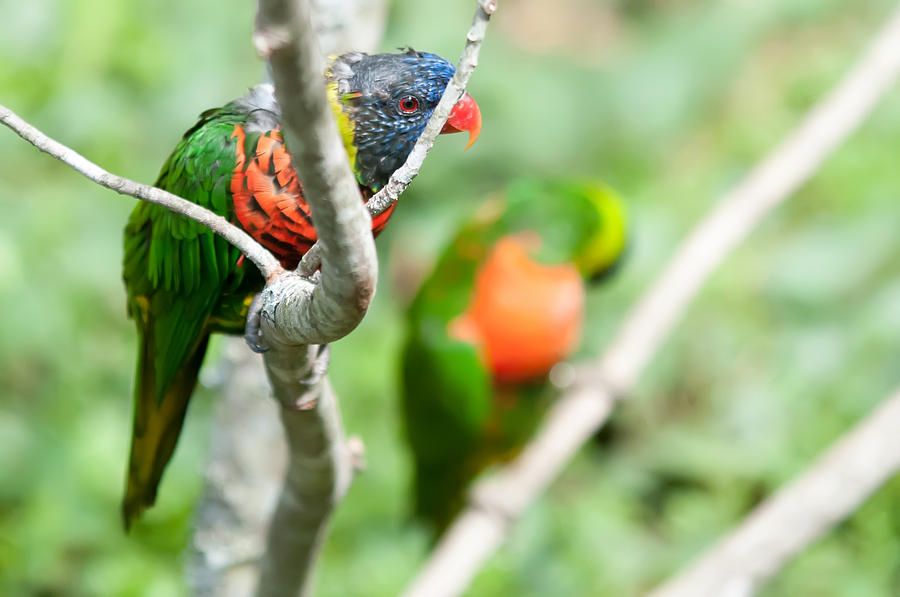 Rainbow Lorikeet parrot Trichoglossus haematodus Photograph by Alex Grichenko