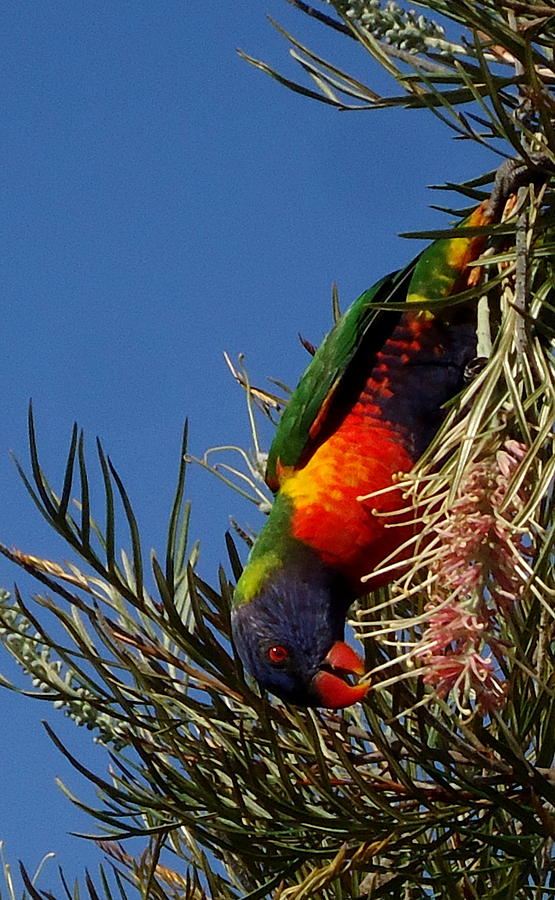 Parrot Photograph - Rainbow Lorikeet by Peter Mooyman
