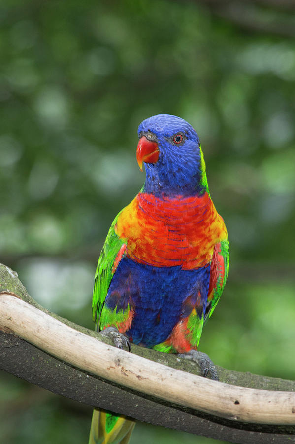 Parrot Photograph - Rainbow Lorikeet (trichoglossus by Cindy Miller Hopkins